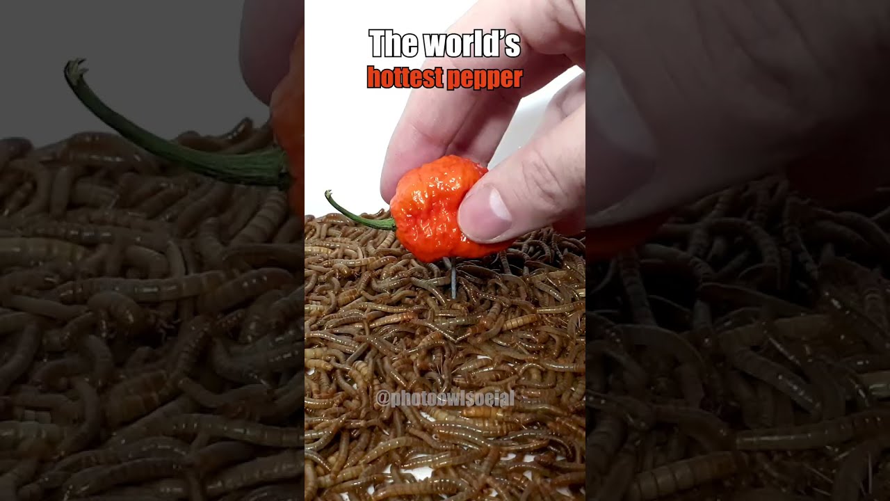 HOTTEST PEPPER vs Mealworms (HOTTEST PEPPER) YouTube