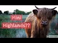 Are Mini Highland cows a thing???