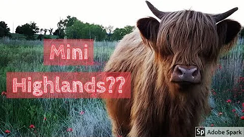 Discover the Adorable Mini Highland Cows