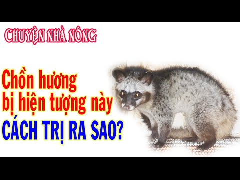 Video: Ký Sinh Trùng đường Ruột (Coccidia) ở Chồn Hương