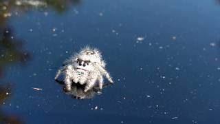 A very friendly spider.