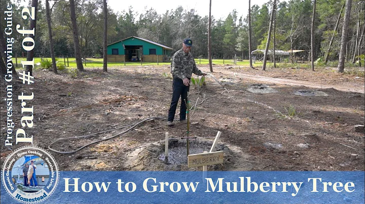 How to Grow Mulberry Tree PROGRESSION Growing Guid...