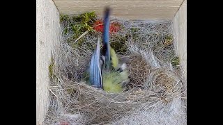 Blaumeisen, Die Kopfstände der Frau Blaumeise  The headstands of Mrs. Blue Tit  2024 04 29