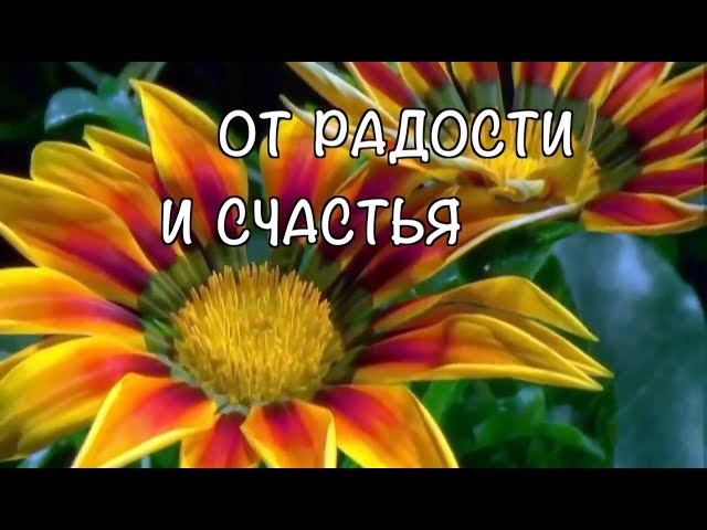 190Поздравление с днем рождения для вибер