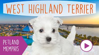 West Highland Terrier Fun Facts by Petland Memphis 33 views 3 months ago 1 minute