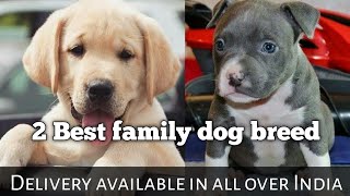 2 best family dog breed labrador and American bully for sale || nice quality || dog facts in hindi |