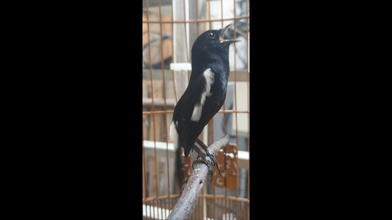 Chữa bệnh chòe đất lười hót,chòe đất không căng lửa nghe 30p mỗi ngày