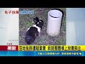 三立獨家｜路旁空地驚見兔群遭疑棄養 飼主:自由活動 放養兔群成常態 民眾:曾看見兔子跳到馬路 ｜三立新聞LIVE