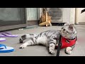 怠惰な猫が夏の外に出るとこうなっちゃいました