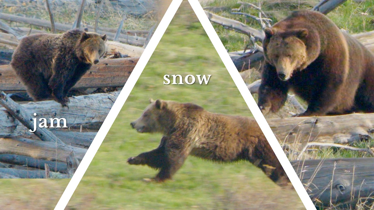Female Grizzly Bear Chased Away by Another – Why? Shot on Nikon Z6III w/ Sony 400-800mm
