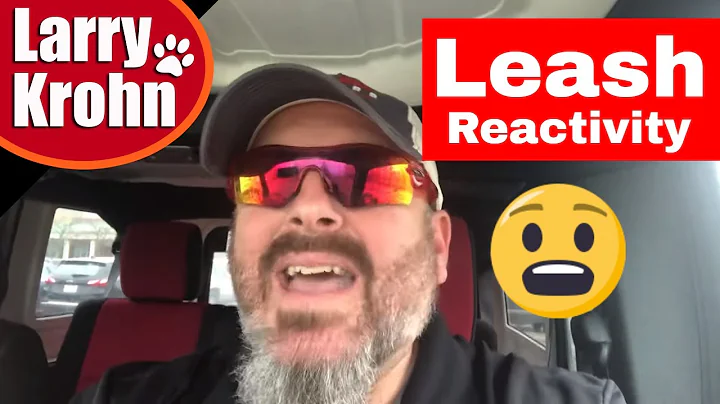 How I stop leash reactivity or leash aggression