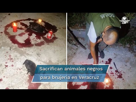 Sacrifican gatos y gallinas para rituales de magia negra en Veracruz