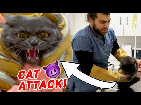 TIGER CAT ATTACK! (He bit through the gloves!) #TheVet