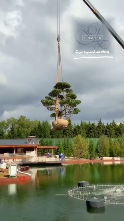 Посадка крупномеров. Результат в конце видео. #бонсай #сосна # ...