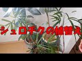 【観葉植物】シュロチクの植替え