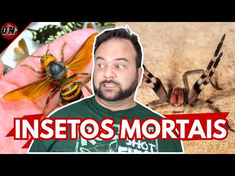 Os 5 Insetos Mais Perigosos do Mundo