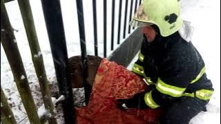 Vyproštění uvízlé srnky 3.2.2019