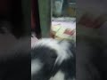 doggy #dog #puppy