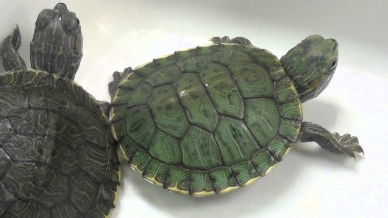 green turtle pet price