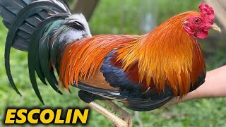 Escolin Jcj Farm Juan Bidiones Beautiful Birds