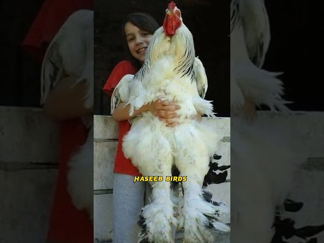 Biggest brahma Rooster #shorts #youtubeshorts #shortvideo #brahmachickens class=