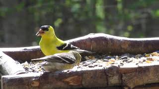 Birds Identified || American Goldfinch Male and Female