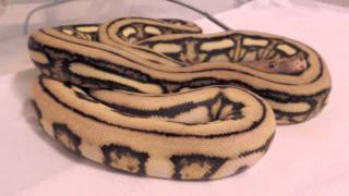 Reticulated Python fresh out of shed