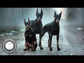 Top 10 Perros Alemanes mas Legendarios de Todos