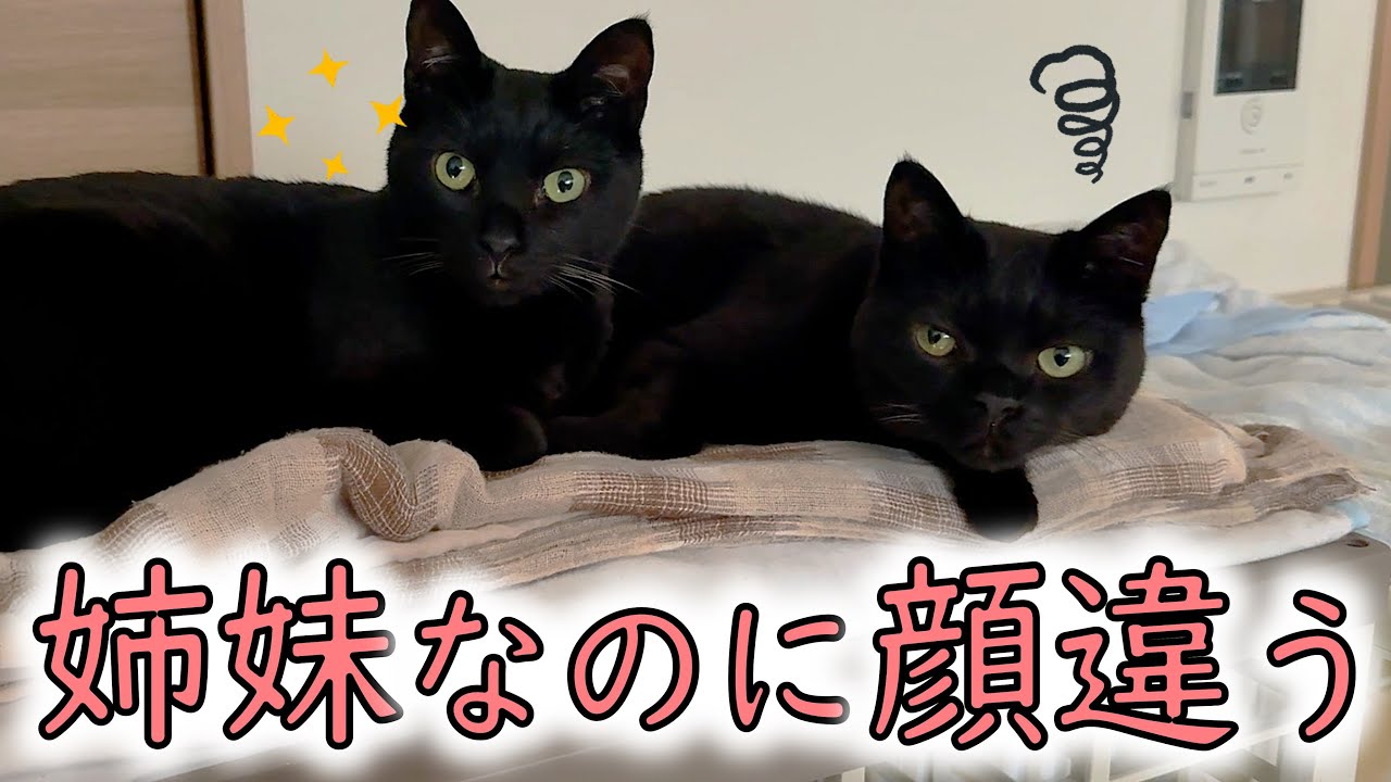 美人とブーちゃん、黒猫姉妹の見分け方／保護猫とろろ、毛が大量にとれ 