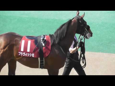 2016 第61回 京王杯スプリングカップ(ＧＩＩ) パドック 現地映像 サトノアラジン