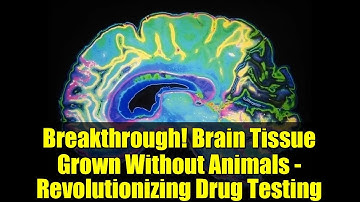 Breakthrough! Brain Tissue Grown Without Animals - Revolutionizing Drug Testing