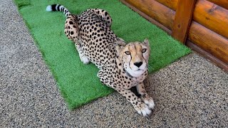 It's hot so Gerda doesn't even want to chase Messi. We created a cozy soft place for Cheetah Gerda.