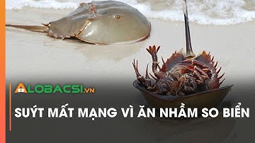 Suýt mất mạng vì ăn nhầm so biển | Video AloBacsi