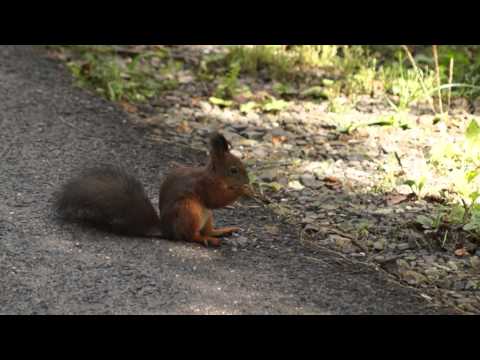 Videó: Esznek a mókusok buckay-diót?