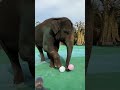 #elephant #cute #animals #funny #babyelephant #babymammal #babyanimal# elephants