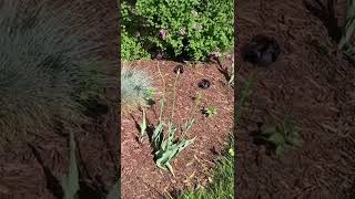 Download Lagu Purple and dark plum tulips MP3