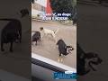 Toda universidade pública tem! #pets #petsfofinhos #petsfofinhos vídeo by Carol