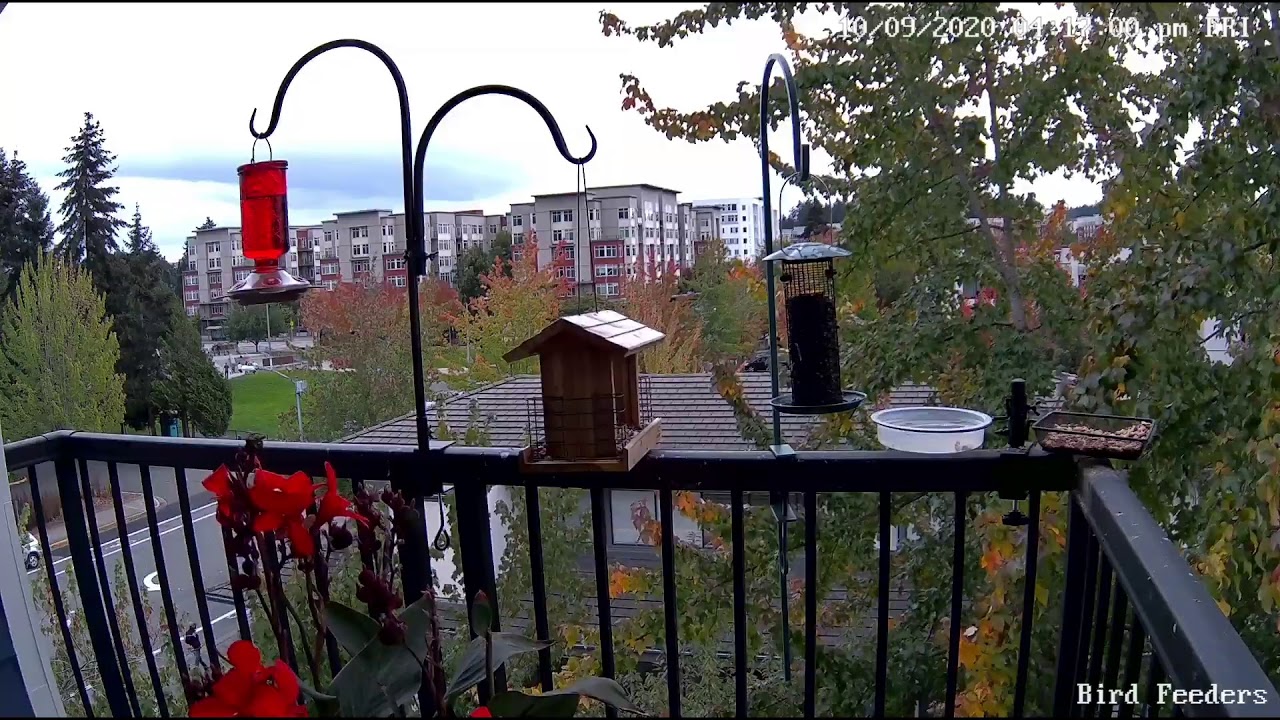 Balcony Bird Feeders Live - YouTube