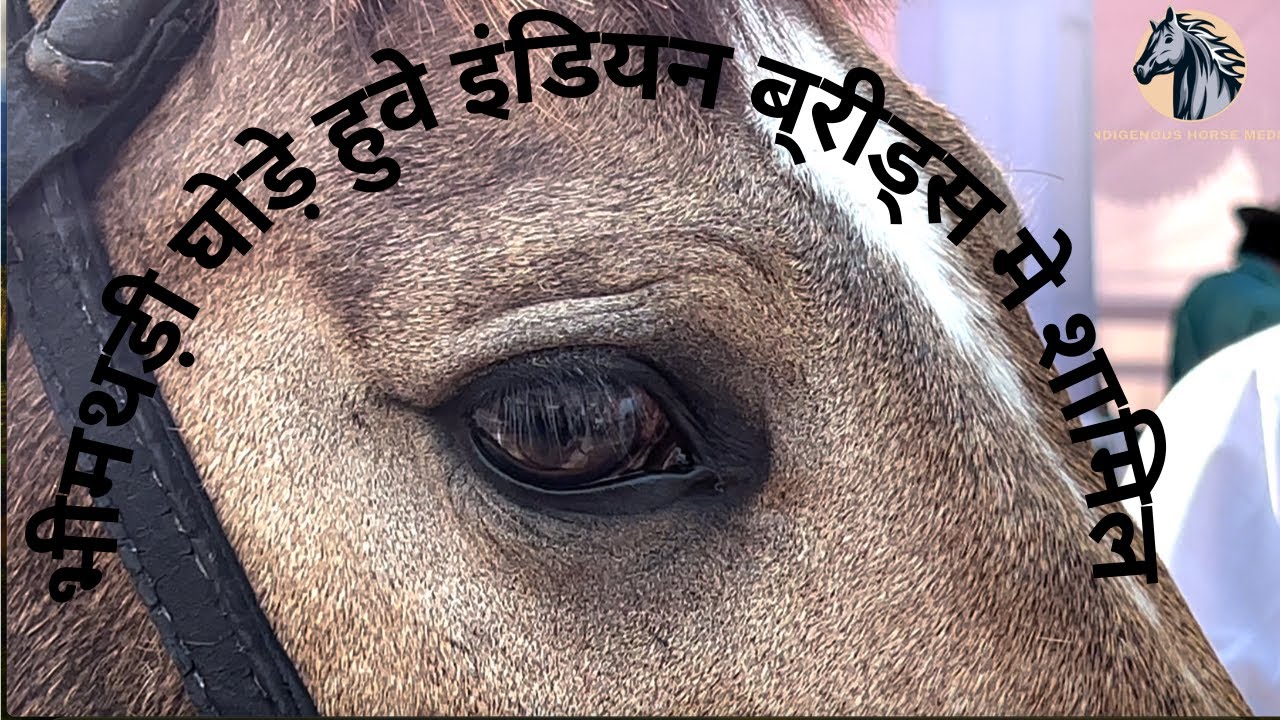 पोनी नहीं.... घोडा है भीमथड़ी...