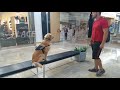 BLU 11 mo Retriever Best Arizona Dog Trainers BLU 11 mo Retriever Best Arizona Dog Trainers