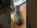 ミクミクビーム#cat #ねこ好きさんと繋がりたい