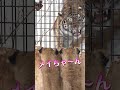 【旭山動物園ライオン】フウとレイのごあいさつ!Lion cub greets tiger #shorts #lion #baby