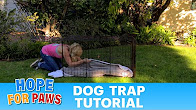 Hope For Paws tutorial: How to save a dog using a humane trap.