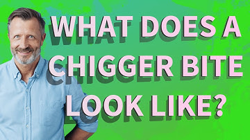 What does a chigger bite look like?