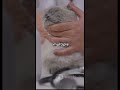 #ai #cat #funnypets #kitten #funnyanimals #catvideos #pets #cuteanimal #cute