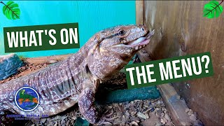 What To Feed A Tegu! ( complete diet guide )