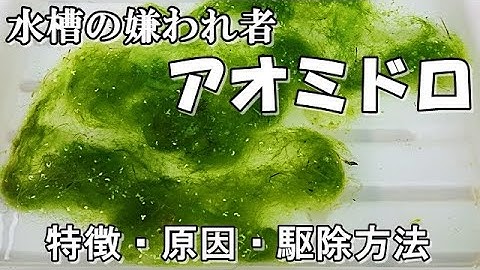 アオミドロが付きやすいアレ Youtube