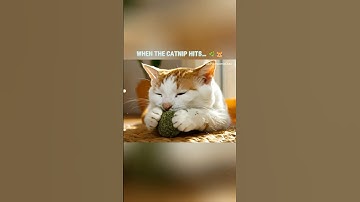 Cat Discovers Catnip and Enters Another Dimension ✨ #Shorts