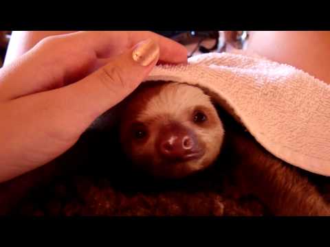 yawning sloth