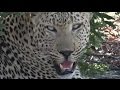 Safari Live : Anderson Male Leopard as seen on drive this afternoon Oct 11, 2016